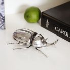 ESCARABAJO RINOCERONTE