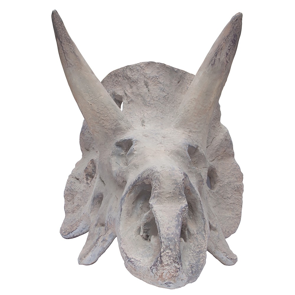 FÓSIL TRICERATOPS